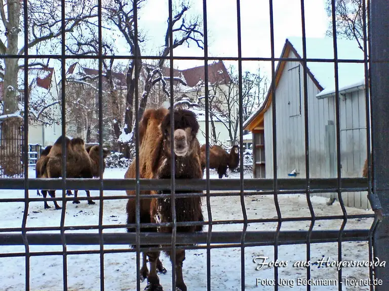 Kamel im Zoo Hoyerswerda