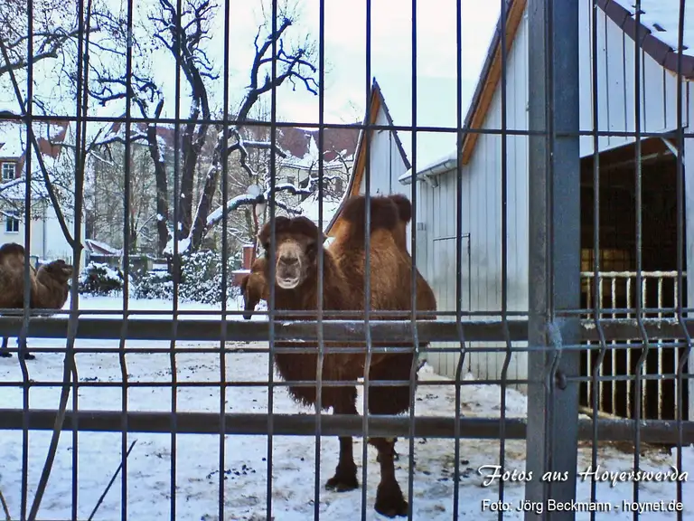 Kamel im Zoo Hoyerswerda