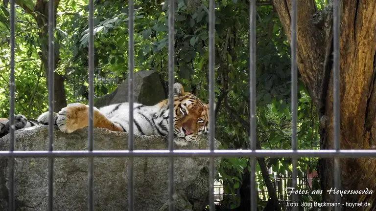 Tiger im Zoo Hoyerswerda