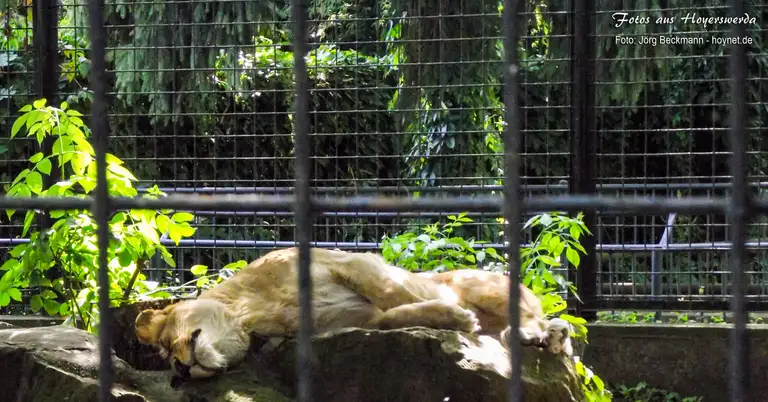 Löwe im Zoo von Hoyerswerda
