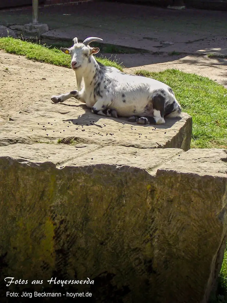 Ziege im Zoo von Hoyerswerda