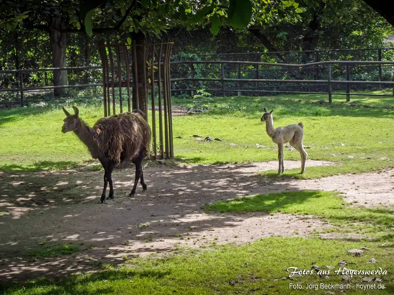 Lamas im Zoo Hoyerswerda