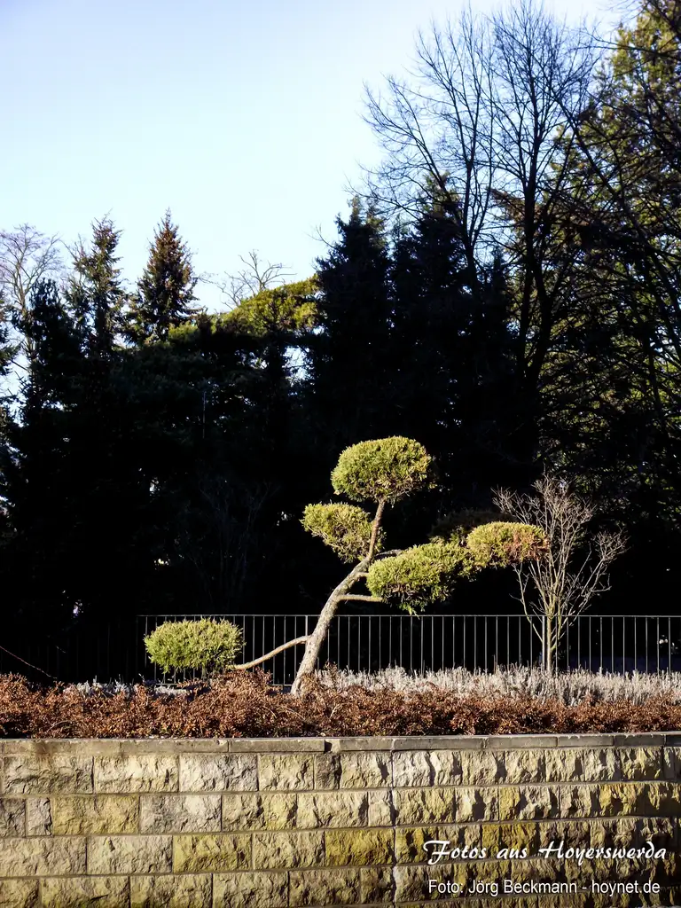 Bonsai im Stadtzentrum