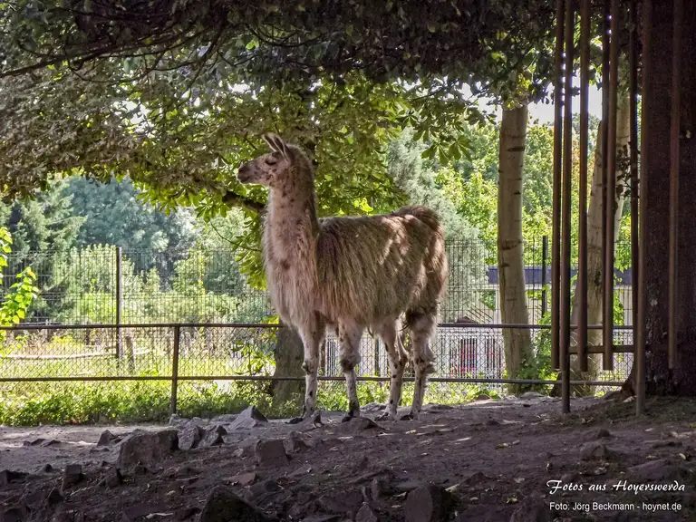 Zoo Hoyerswerda
