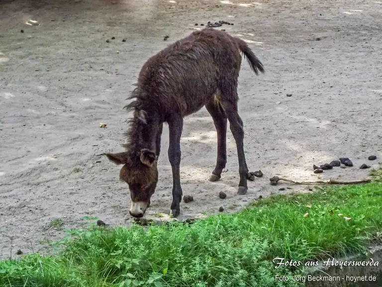 Zoo Hoyerswerda
