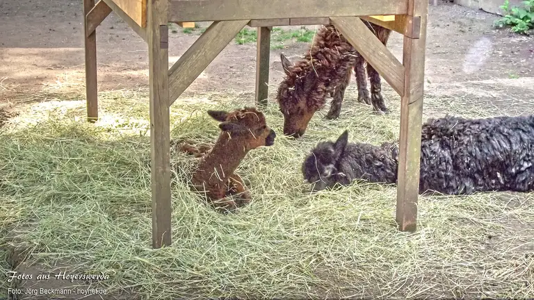 Zoo Hoyerswerda