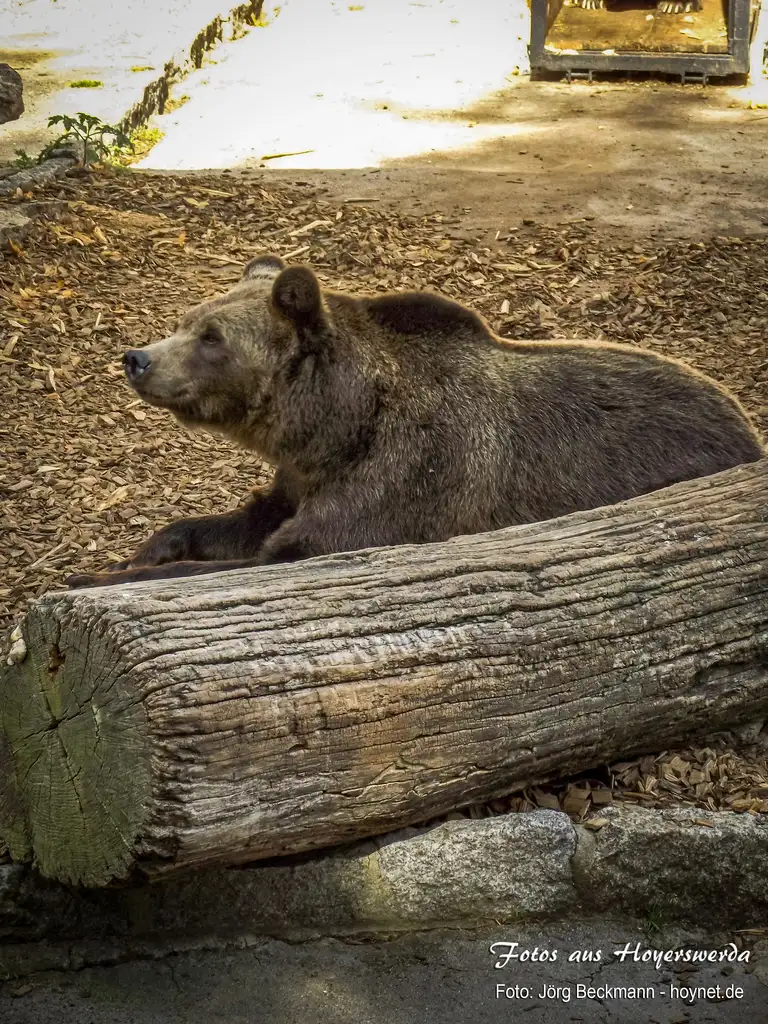 Bär im Zoo von Hoyerswerda