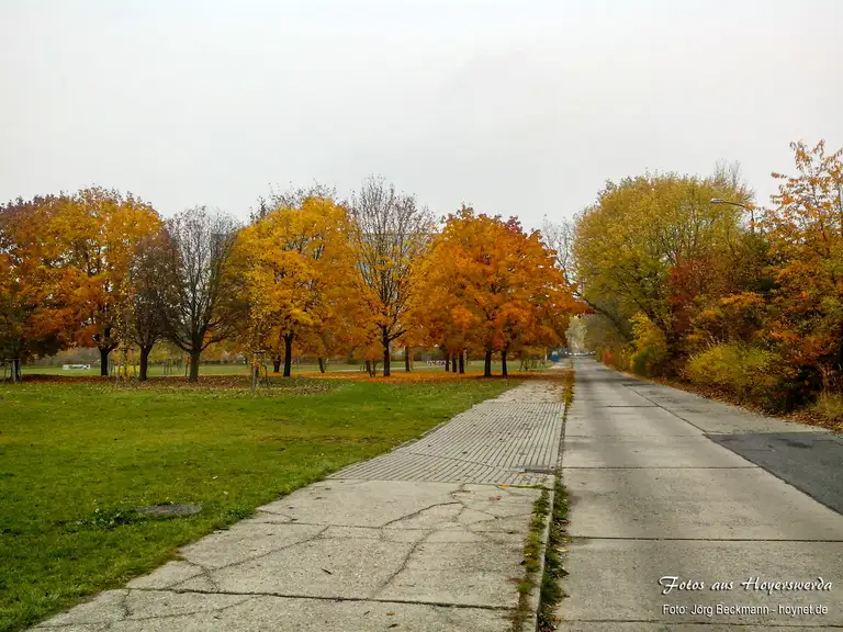 Herbstlaub in der Albert-Schweitzer-Straße